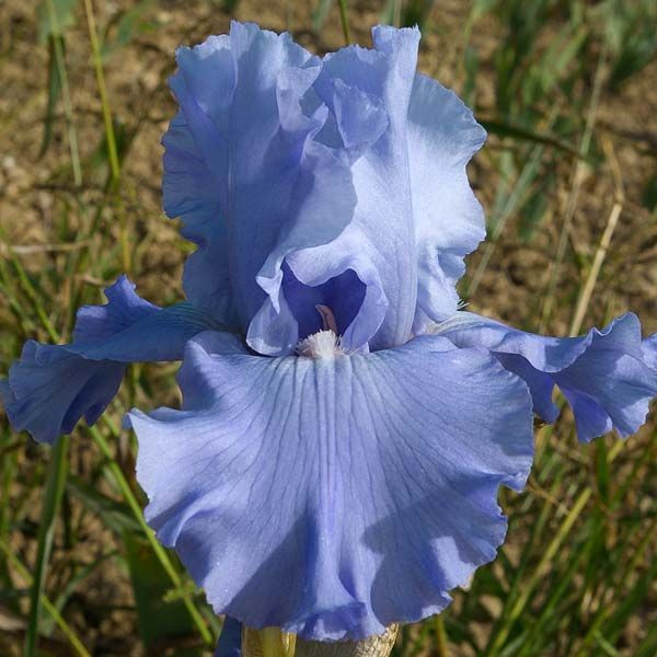 Ирис бородатый Карибиан Дрим (Caribbian Dream )