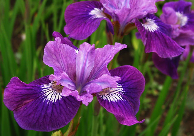 Ирис сибирский Леди Ванесса (Lady Vanessa)