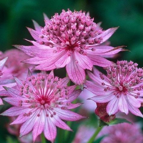 Астранция крупная Розеа (Rosea)