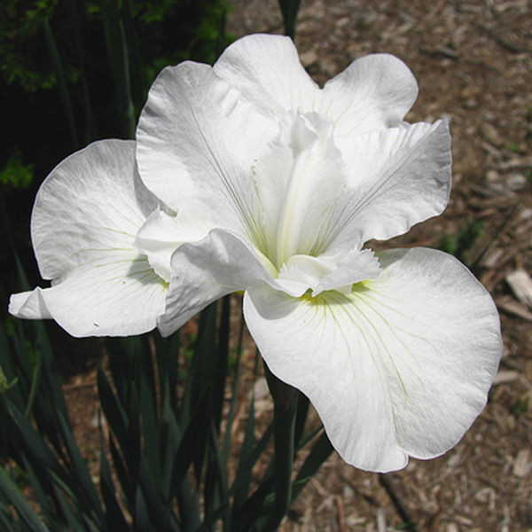 Ирис сибирский Галс Винг (Gulls Wing)