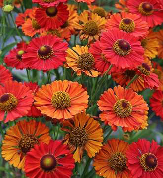 Гелениум осенний Хелена Ред (Helena Red)