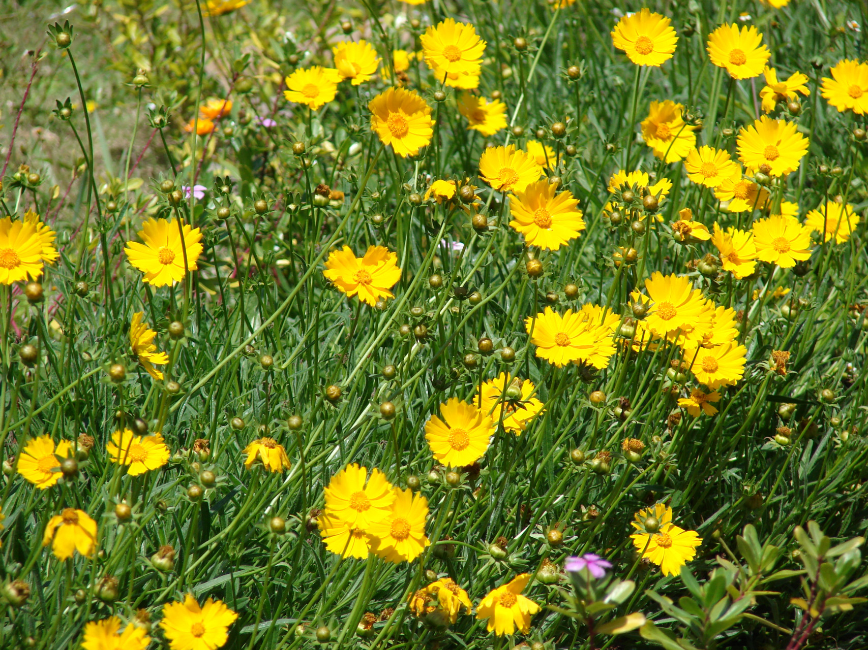 Кореопсис ланцетолистный