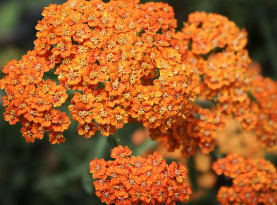 Тысячелистник обыкновенный Терракота (Terracotta, Терракотта)