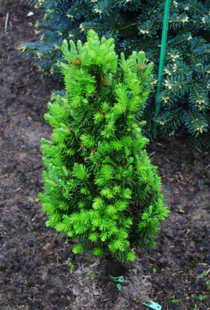 Пихта сибирская Лукас (Lukasz, Лукаш)