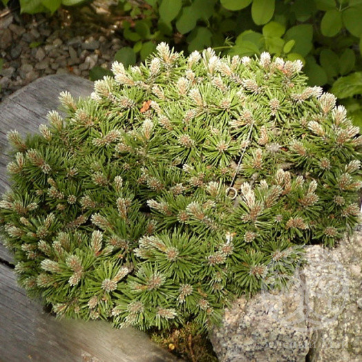 Сосна горная Парадкиссен (Paradekissen, Парадекиссен)