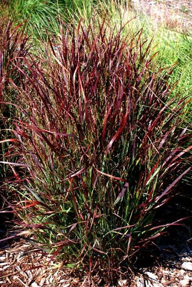 Просо прутьевидное Шенандоа (Shenandoah)