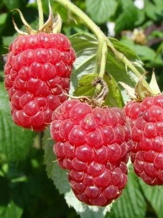 Малина Краса России 