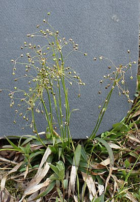 Ожика волосистая