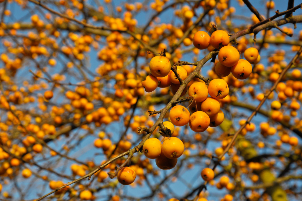 Яблоня декоративная Голден Хонет (Golden Hornet, Голдэн Хорнет)