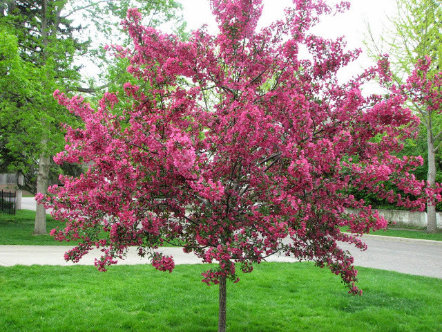 Яблоня декоративная Макамик (Makamik)
