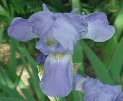 Ирис бордюрный Сюрпрайз Блю (бородатый Surprise Blue, Сурпрайз Блу)