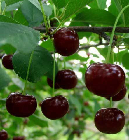 Вишня Харитоновская