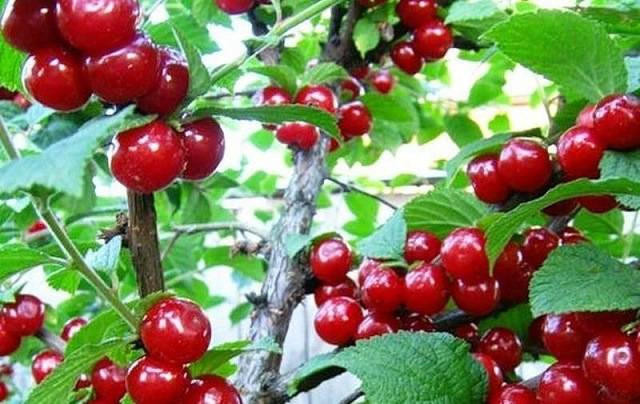 Вишня войлочная Огонек
