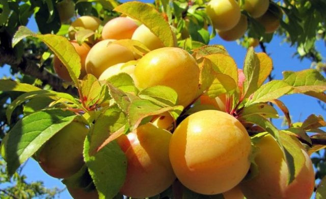 Слива Белая медовая  