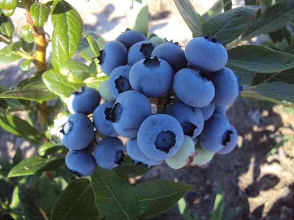 Крымская голубика