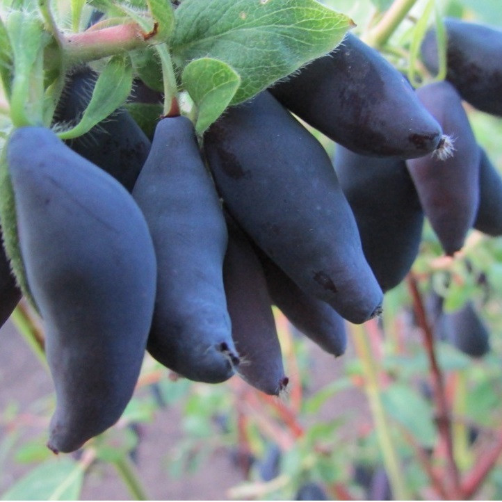 Жимолость плодовая Лазурит