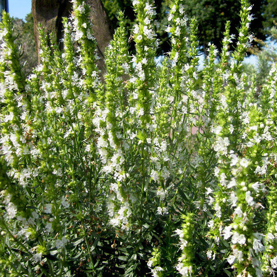 Иссоп лекарственный Альбус (Albus)