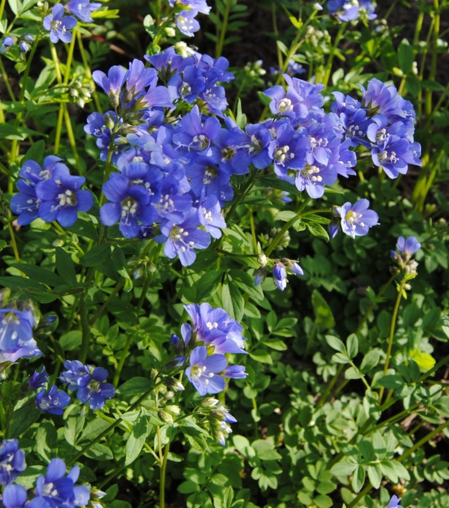 Цветок синюха фото посадка и уход