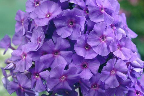 Флокс метельчатый Аметист (Amethyst)