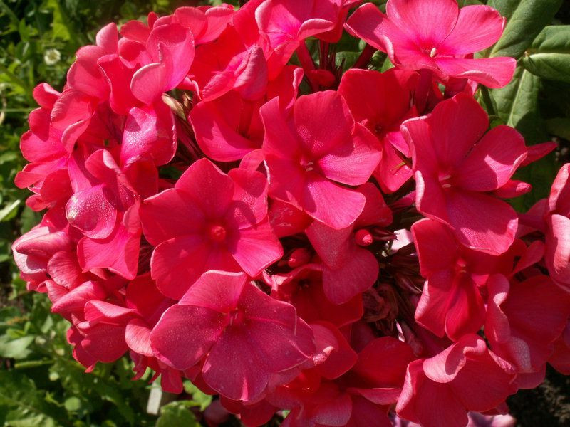 Флокс метельчатый Набат