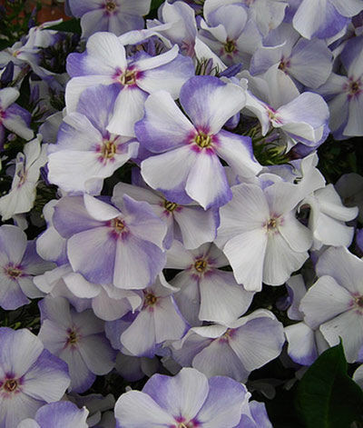 Флокс метельчатый Новинка