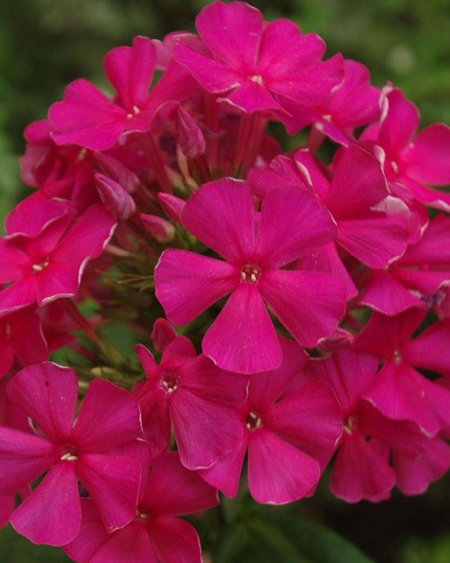 Цветок флокс метельчатый фото и описание
