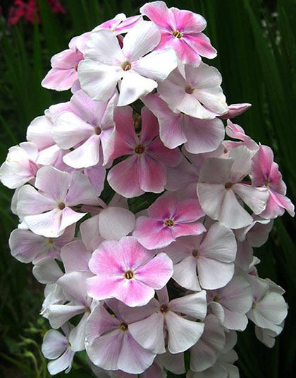 Флокс метельчатый Зефир