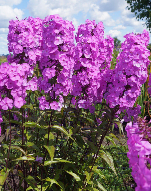 Флокс пятнистый Альфа (Alpha)