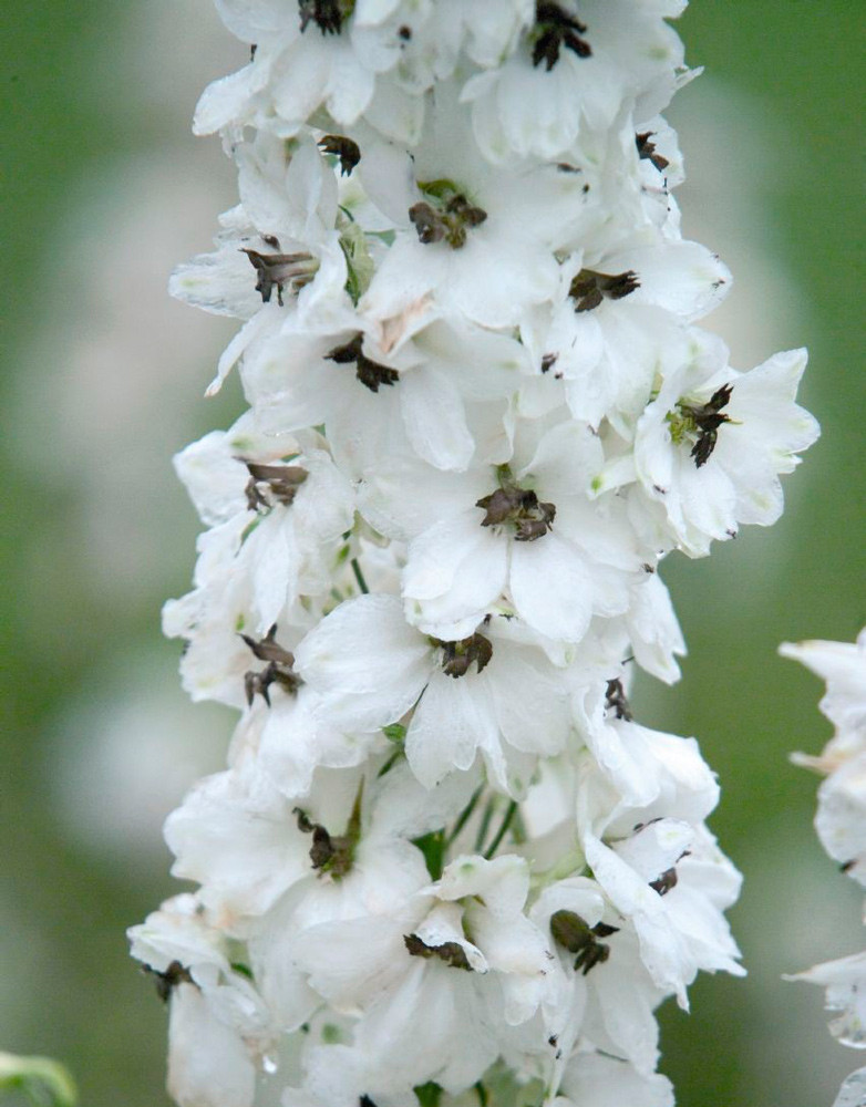 Дельфиниум тихоокеанский Персивал (Benarys Pacific Percival)