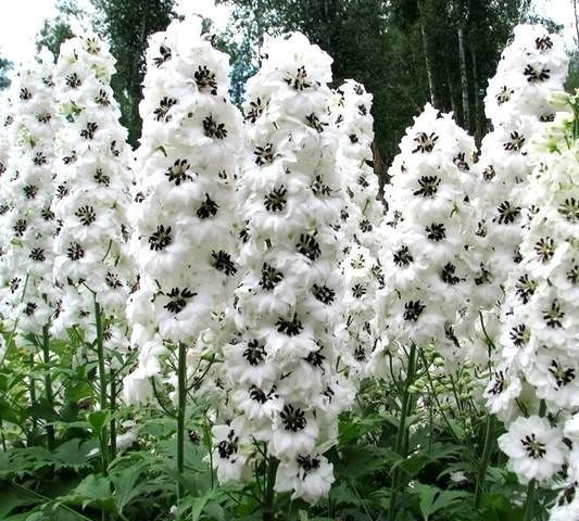 Дельфиниум высокий Меджик Фаунтейнз Лилиак Вайт Дарк Би (тихоокеанский Magic Fountains White Dark Bee)