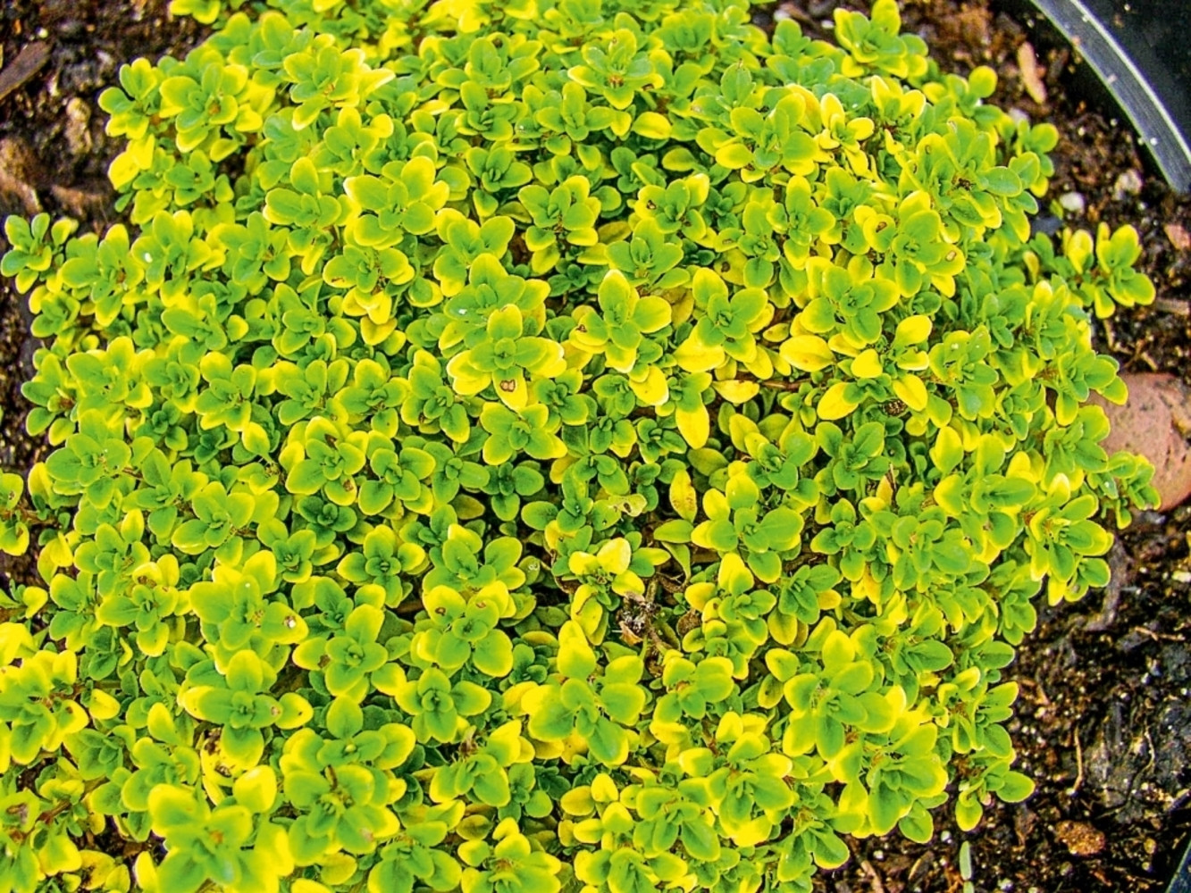 Тимьян лимоннопахнущий Грин (Green)