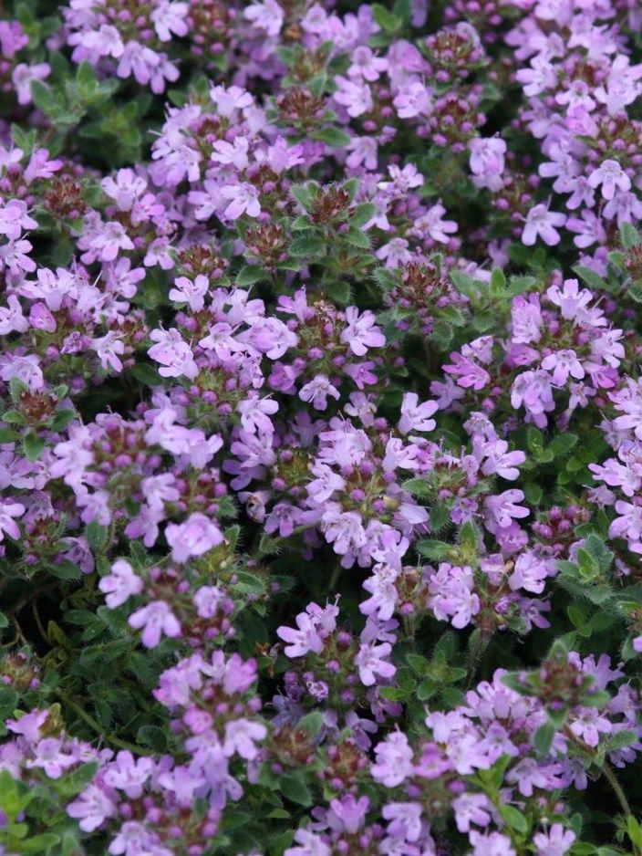 Тимьян ранний Псеудоланугиносус (Pseudolanuginosus)