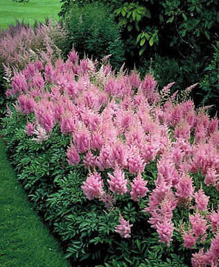 Астильба китайская Вижен ин Пинк (Vision in Pink) (ASTILBE CHINENSIS ...