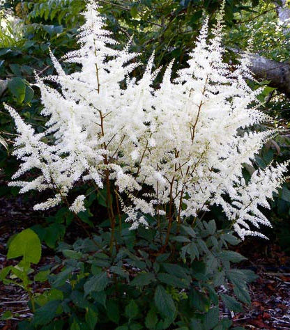 Астильба японская Элли (Ellie)