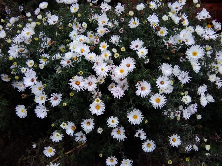 Астра кустовая Сноуспрайт (кустарниковая Snowsprite)