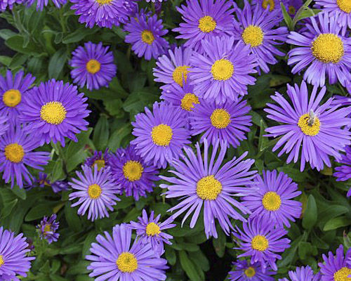 Астра альпийская Данкл Шон (Dunkle Schone)