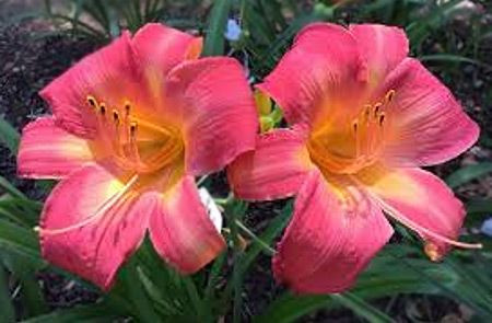 Лилейник гибридный Черри Чикс (Cherry Cheeks)