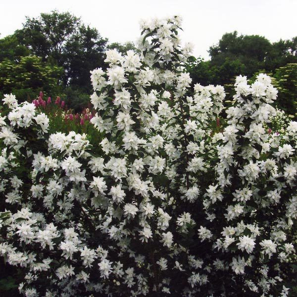 Чубушник гибридный Комсомолец