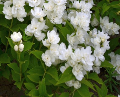 Чубушник Лемуана Глэциер (Glacier, Глетчер)