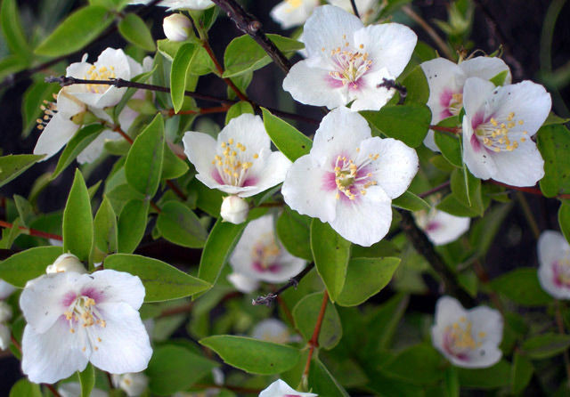 Чубушник гибридный Необычный 