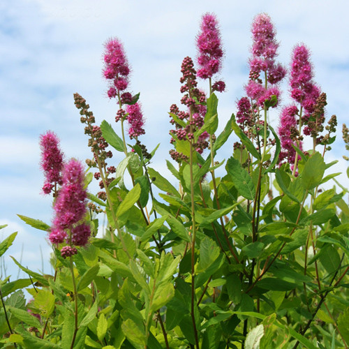 Спирея Дугласа (Spiraea douglasii) - описание сорта, фото, саженцы ...