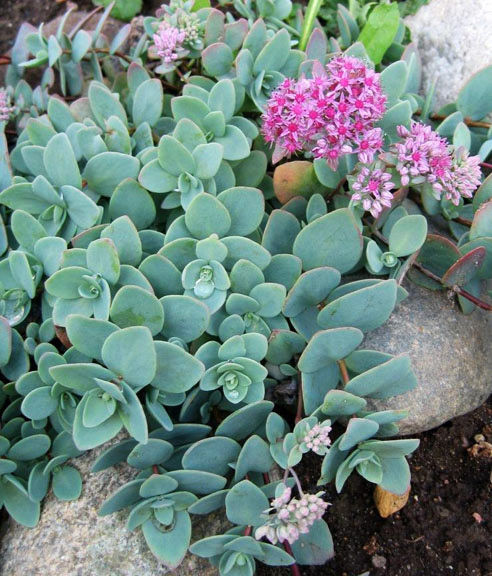 Очиток Эверса (Седум)