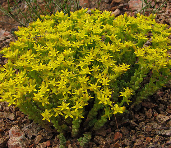 Очиток едкий (Седум)