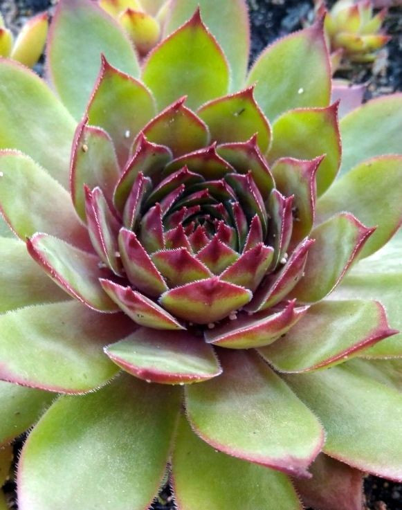 Молодило гибридное Алладин (Alladin)