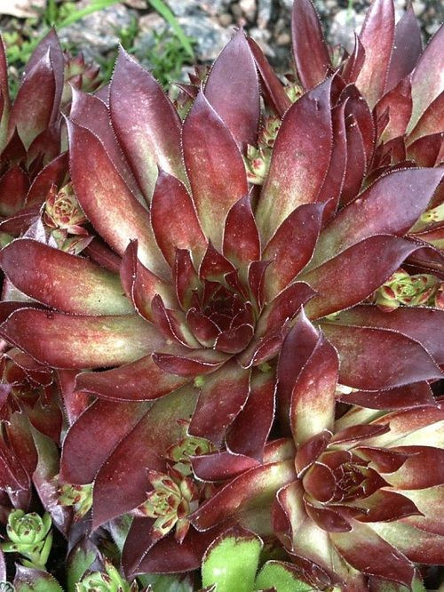 Молодило гибридное Бронко (Bronco)