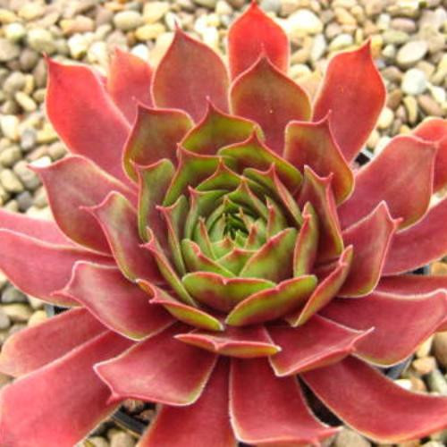 Молодило гибридное Отелло (Othello)