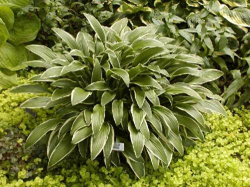 Хоста гибридная Хелениойдес Альбопикта (Helenioides Albopicta)