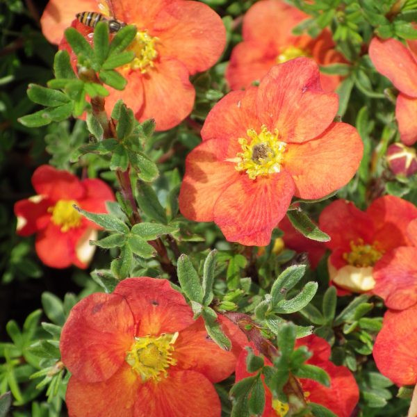 Лапчатка кустарниковая Ред Джокер (Red Jocker)