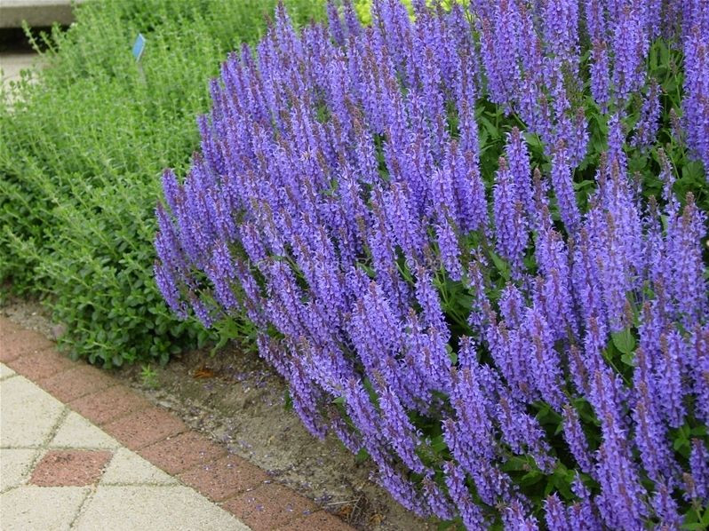 Шалфей дубравный Блаухугель (Blauhugel)