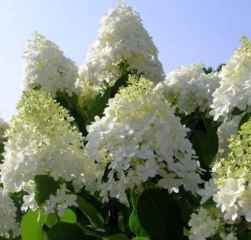 Гортензия метельчатая Долли (Dolly)